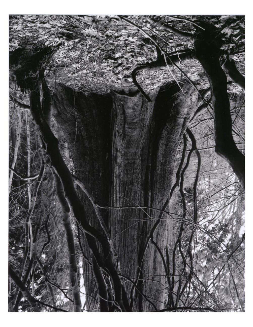 Rodney Graham's photograph  "Cedars, Stanley Park (1)," 1991.
