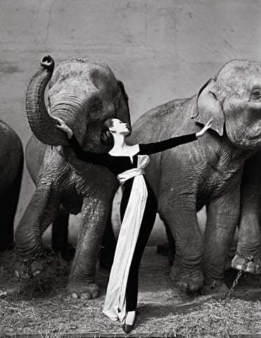Richard Avedon, Dovima with Elephants, 1955, Wada Garou Co., Ltd., Tokyo, Japan