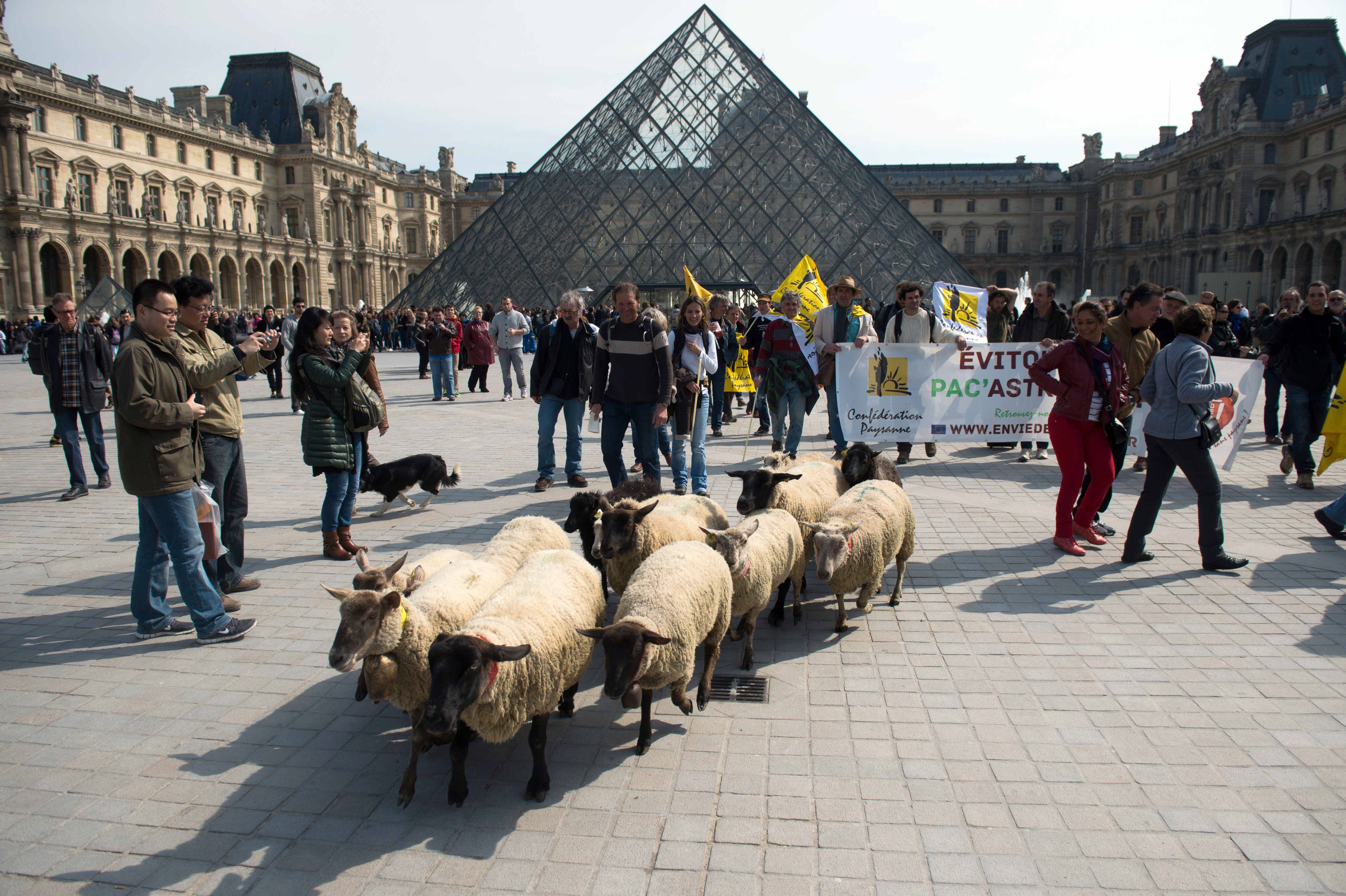 French farmers of the 'Confederation Paysanne' ('Farmers Confederation') union demonstrate with a flock of sheep outside the Louvre museum on March 28, 2014, in Paris. Photo credit should read Martin Bureau/AFP/Getty Images.