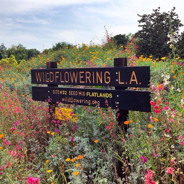 One of the Wildflowering L.A. lots. Photo: via Instagram, jasonabio.