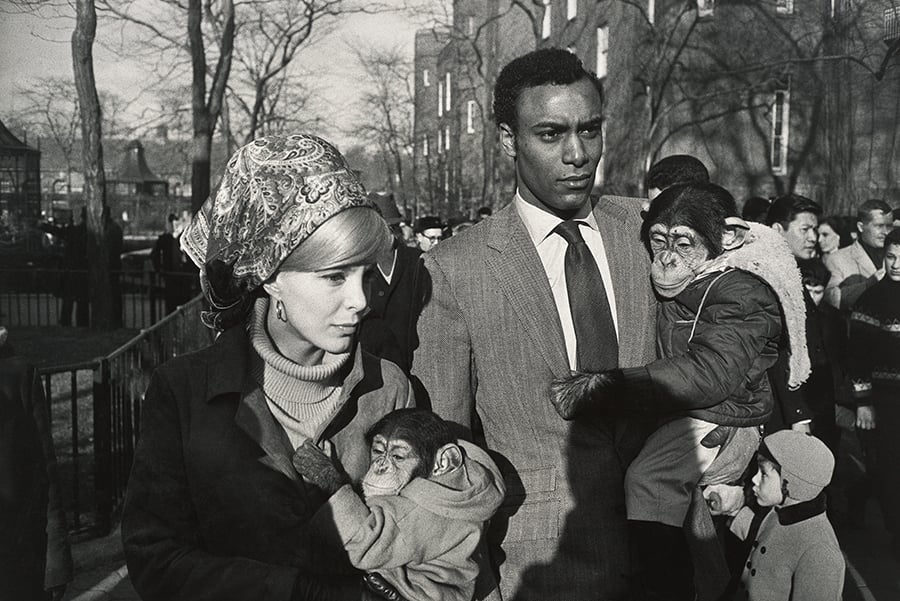 Gary Winogrand, Central Park Zoo, New York (1967). Collection of Randi and Bob Fisher, © the Estate of Garry Winogrand, courtesy Fraenkel Gallery, San Francisco. 