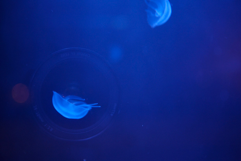 Walter Hugo and Zoniel <em>The Physical Possibility of Inspiring Imagination in the Mind of Somebody Living</em> (2014). Video still from the live stream broadcast of the jellyfish on nocturnal display in an abandoned Liverpool building. Photo: courtesy Gazelli Art House, London. 