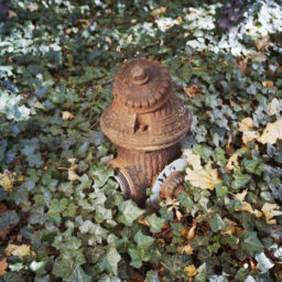 An overgrown fire hydrant, North Brother Island. Photo: Christopher Payne.
