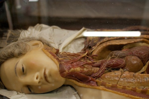 A wax model at La Specola in Florence. Photo: via Flickr. 