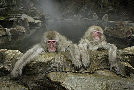 Maekawa, Japanese Monkey, Jigokundani, Japan, 2003