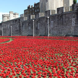 Paul Cummins and Tom Piper, Blood Swept Lands and Seas of Red (2014), at the Tower of London, marks the centennial of Britain's entrance into World War I. Photo: Historic Royal Palaces.