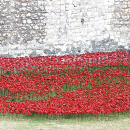 Paul Cummins and Tom Piper, Blood Swept Lands and Seas of Red (2014), at the Tower of London, marks the centennial of Britain's entrance into World War I. Photo: Massimo Usai, via Flickr.