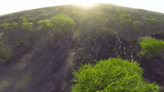 TravelByDrone, drone footage of a zebra stampede in Tanzania's Serengeti National Park. Photo: TravelByDrone.