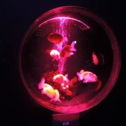 Hidetomo Kimura, "Art Aquarium" (2014), one of the round tanks surrounding Earth Aquarium Japonism. Photo: Sarah Cascone.