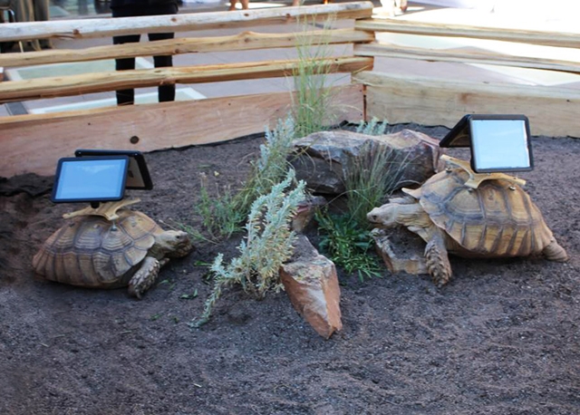 2014-august-6-aspen-art-museum-tortoise-2