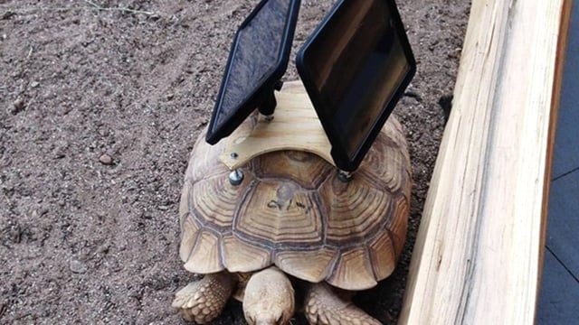 2014-august-6-aspen-art-museum-tortoise