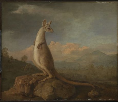 George Stubbs, The Kongouro from New Holland (1772), in 