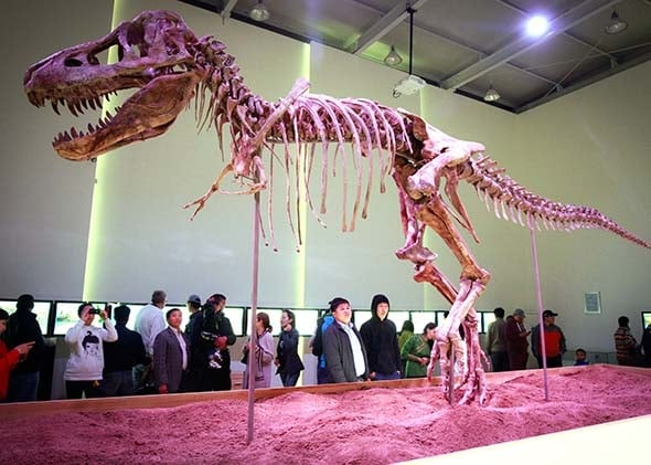 Tyrannosaurus bataar, a 70-million-year-old dinosaur, Ulan Bator, Mongolia, (2013). Photo: Byambasuren Byamba-Ochir, courtesy AFP/Getty Images.