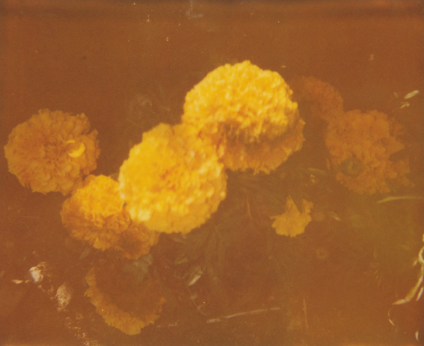 Stefanie Scheider, Another Yellow Flower (2013)