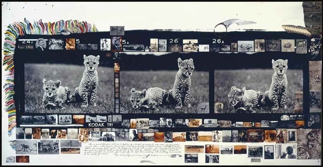 Orphan Cheetah Triptych by Peter Beard