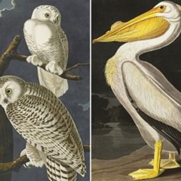 A page in The Birds of America by James John Audubon. An original edition of the book purchased by Sheikh Saud at a then-record-setting $8.8 million in 2010.