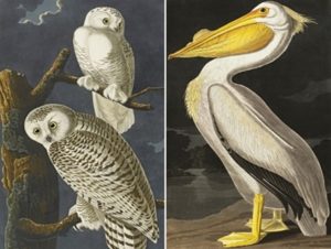 A page in The Birds of America by James John Audubon. An original edition of the book purchased by Sheikh Saud at a then-record-setting $8.8 million in 2010.