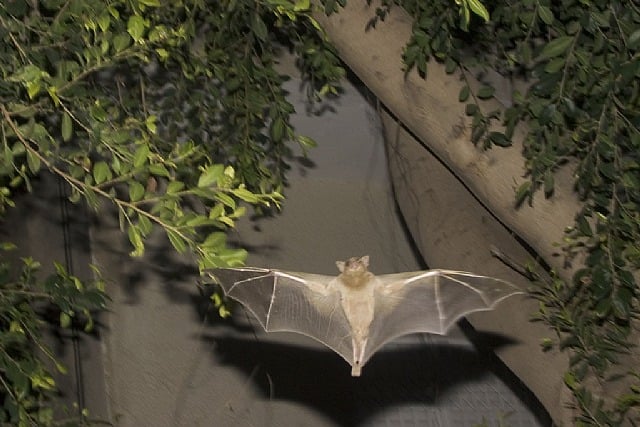 Bats by Jan Tichy
