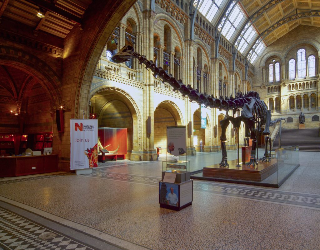 Replica of the Diplodocus skeleton in the Central Hall of Natural History Museum in London. Photo by Pawel Libera/LightRocket via Getty Images.