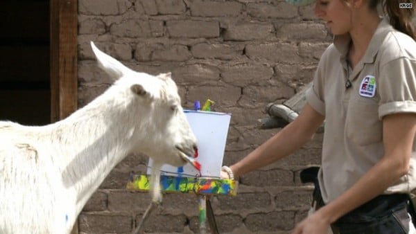 painting-goat