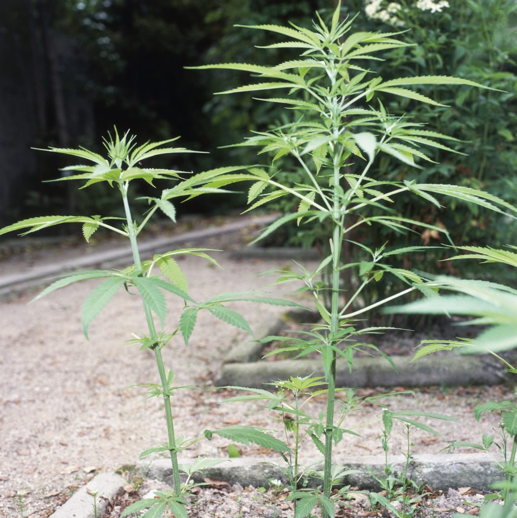 Hemp or Marjiuana (Cannabis sativa), Cannabaceae. Photo by DeAgostini/Getty Images.
