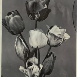 Photo London Charles Jones Tulips, May Flowered