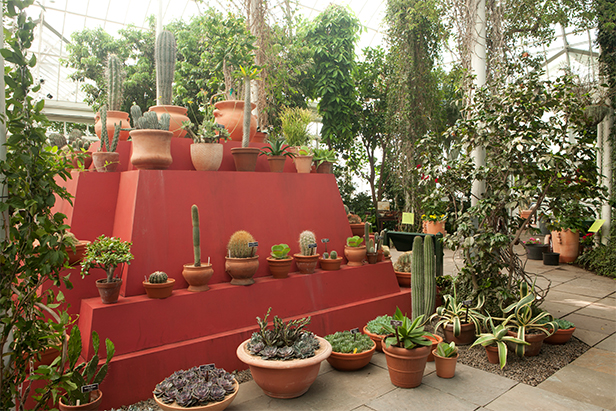 Stroll Through Frida Kahlos Lush Gardens Without Leaving Nyc