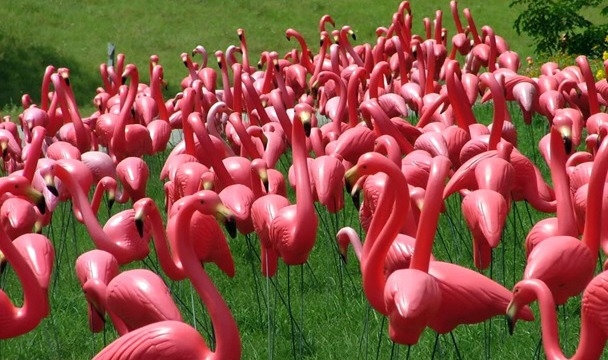 Lawn flamingos, originally created by Donald Featherstone.  Photo via: the Photo News.