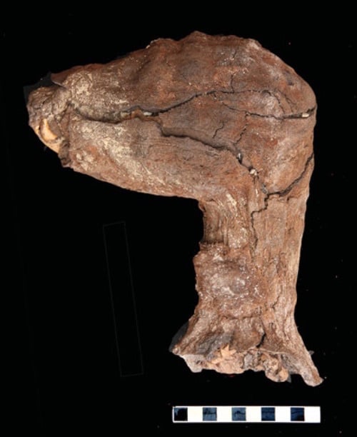 The head of one of the mummified dogs  Photo: via Live Science