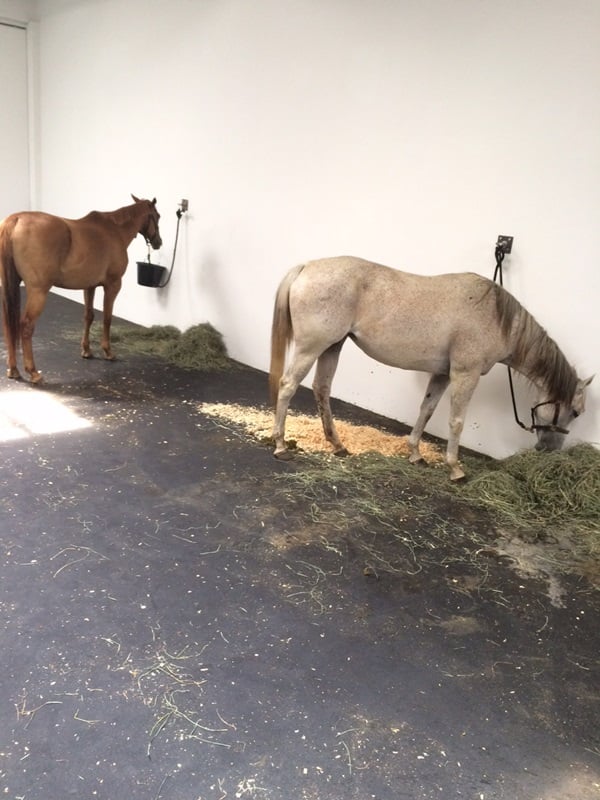 Jannis Kounellis's <i>Untitled (12 Horses)</i> (1969/2015).