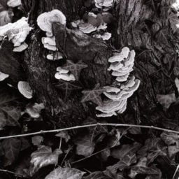 Paul Strand, Fungus, The Garden, Orgeval, France (1967)Photo: © Aperture Foundation Inc., Paul Strand Archive Courtesy Fundación Mapfre