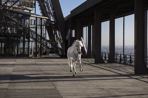 Paola Pivi, Yee-Haw (Horse) (2015)Photo: Courtersy Galerie Perrotin via Design Boom