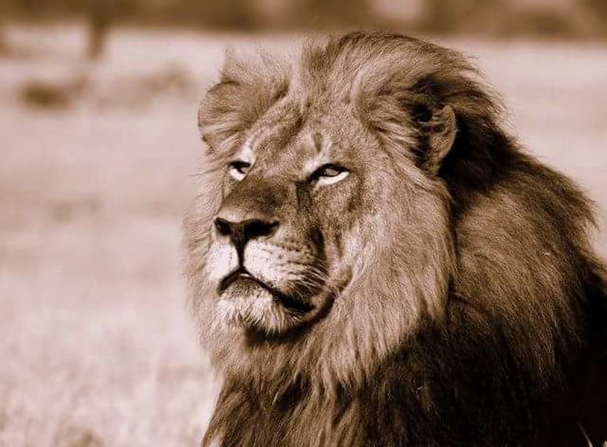 Cecil the lion. Photo: African Bush Camps. 