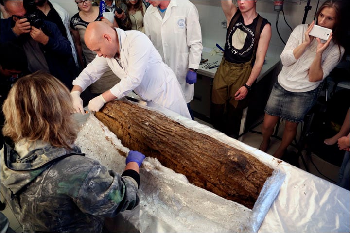 The mummy was encased in bark and preserved by the Siberian permafrost soil. Photo courtesy of the Yamal-Nenets Regional Museum-Exhibition Complex.