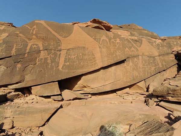 Camel rock art in the Saudi Arabian desert at Jabal Al-Manjor, Shuwaymis. Photo: Majeed Khan, © Saudi Commission for Tourism and Antiquities.