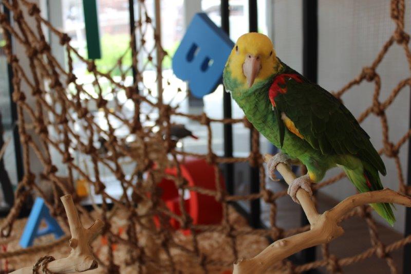 One of the Double Yellow-Headed Amazon parrots set to recite T.S. Eliot. Image: Peréz Art Museum Miami