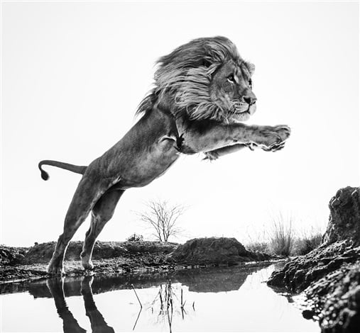 David Yarrow. Lion King, (2014). Photo: Courtesy artnet.