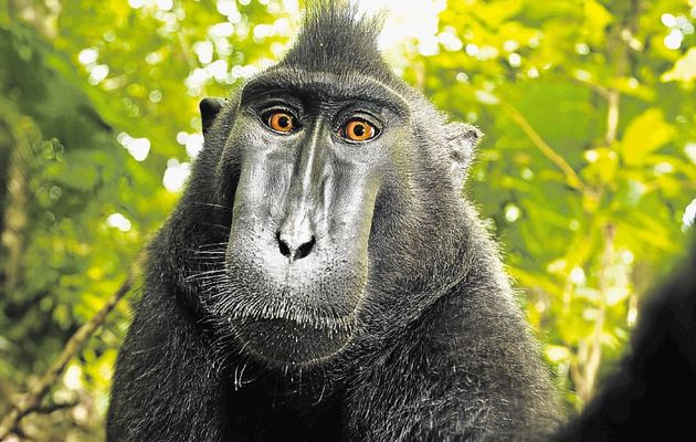A second selfie taken by a crested black macaque on David Slater's camera.