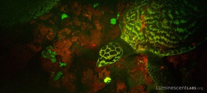 A glow-in-the dark hawksbill sea turtle. Photo by David Gruber, courtesy of Luminescent Labs. 