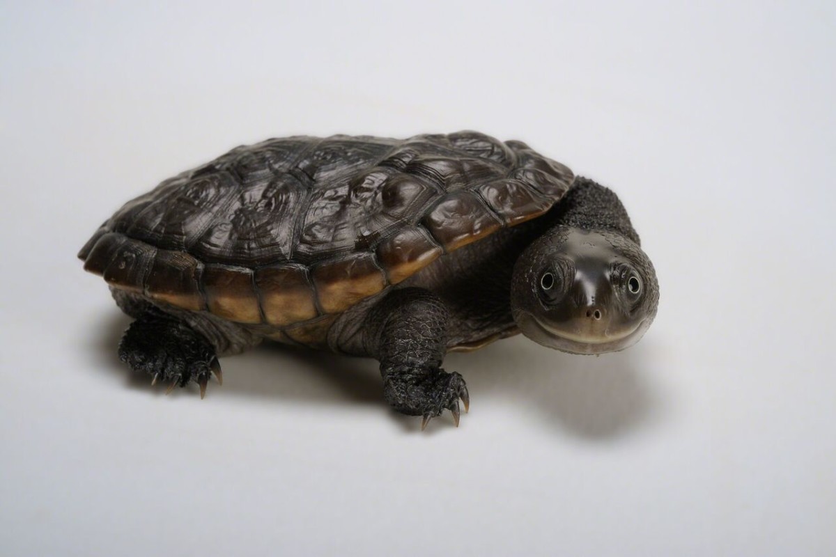 Joel Sartore, Zoo Atlanta, Georgia, USA, 2009. Freshwater species like this Reimann’s snake-necked turtle, a New Guinea native, are under siege all over the planet, disappearing faster than their land or sea counterparts. Photo: Joel Sartore, National Geographic magazine.