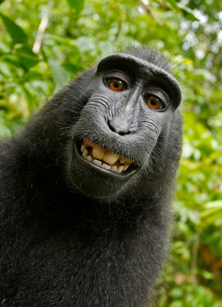 Selfie taken by a crested black macaque on David Slater's camera.