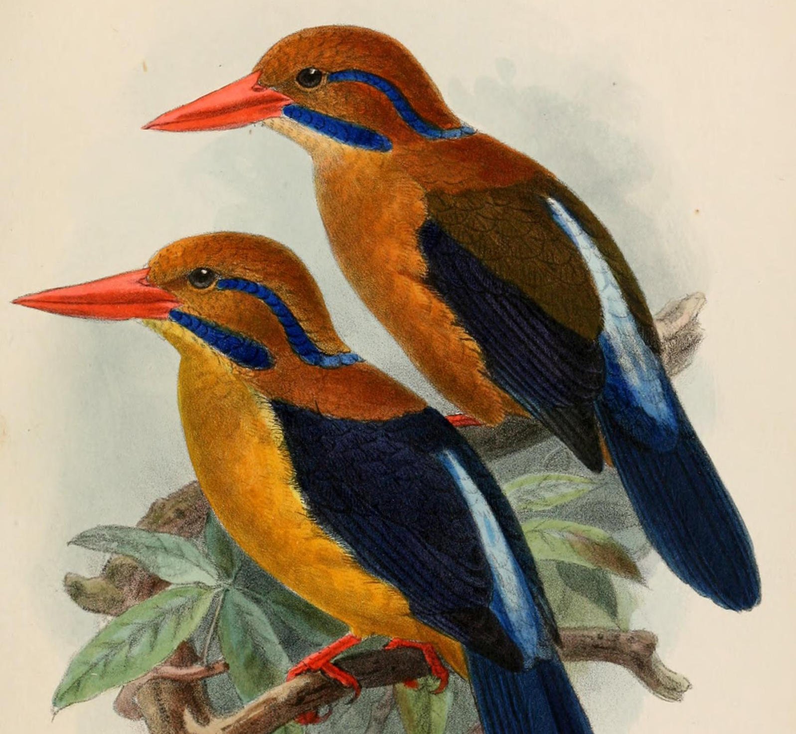 J.G. Keulemans, print of the male and female of the Bougainville Moustached Kingfisher (1905), closely related to the recently spotted Guadalcanal Moustached Kingfisher.  Photo: J.G. Keulemans, Novitates Zoologicae.