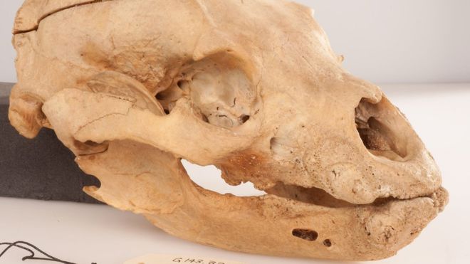 The real-life Winnie-the-Pooh's skull will go on display to the public for the very first time. Photo: courtesy the Royal College of Surgeons' Hunterian Museum.