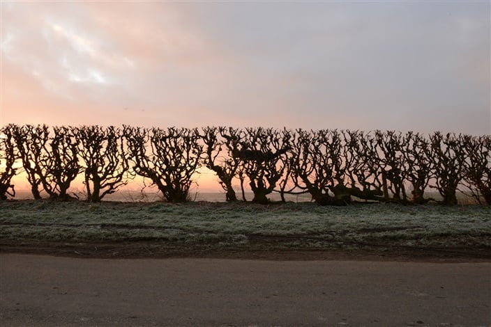 Andy Goldsworthy <i> Hedge crawl, dawn, frost, cold hands, Sinderby, England, 4 March 2014 </i>(2014) <br> Photo: Galerie Lelong