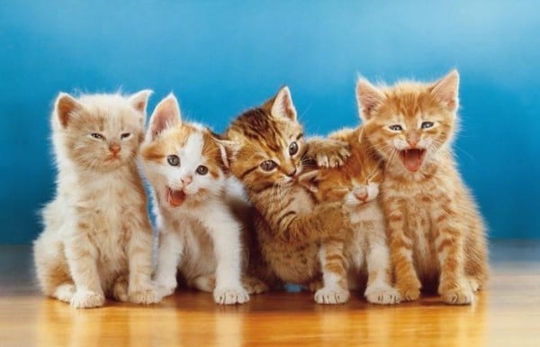 fivecats