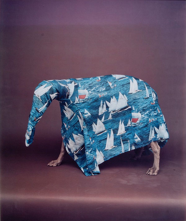 William Wegman, Caribbean Ant Eater, (1988). Image: Courtesy of Museum of Contemporary Photography