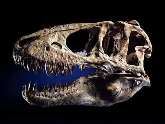 The actor bought a skull similar to this one in 2007. Photo: I.M. Chiat via collectorsweekly.com