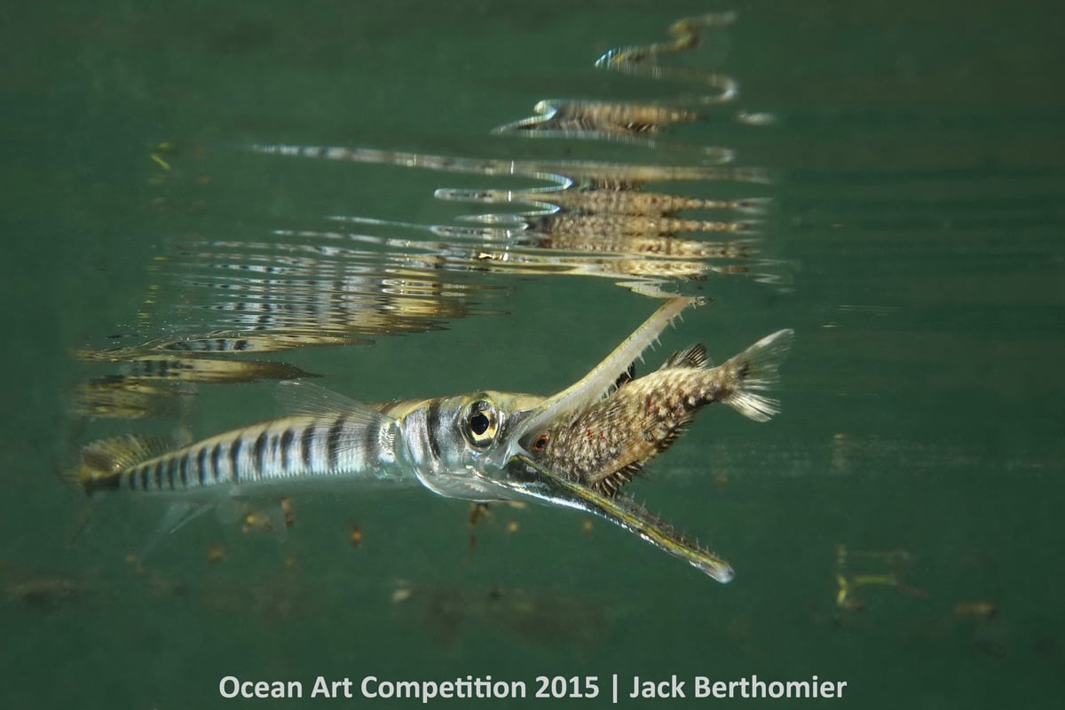 Jack Berthomier, <em>Fast strike of a Tylosorus crocodilus on a juvenile kyphosus vaigiensis</em>. Photo: courtesy the Ocean Art Underwater Competition 2015.