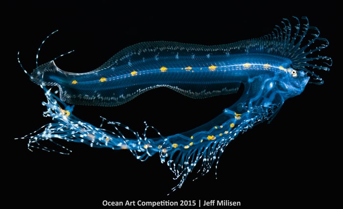 Jeff Milisen, <em>Feeling Exposed</em>. Photo: courtesy the Ocean Art Underwater Competition 2015.