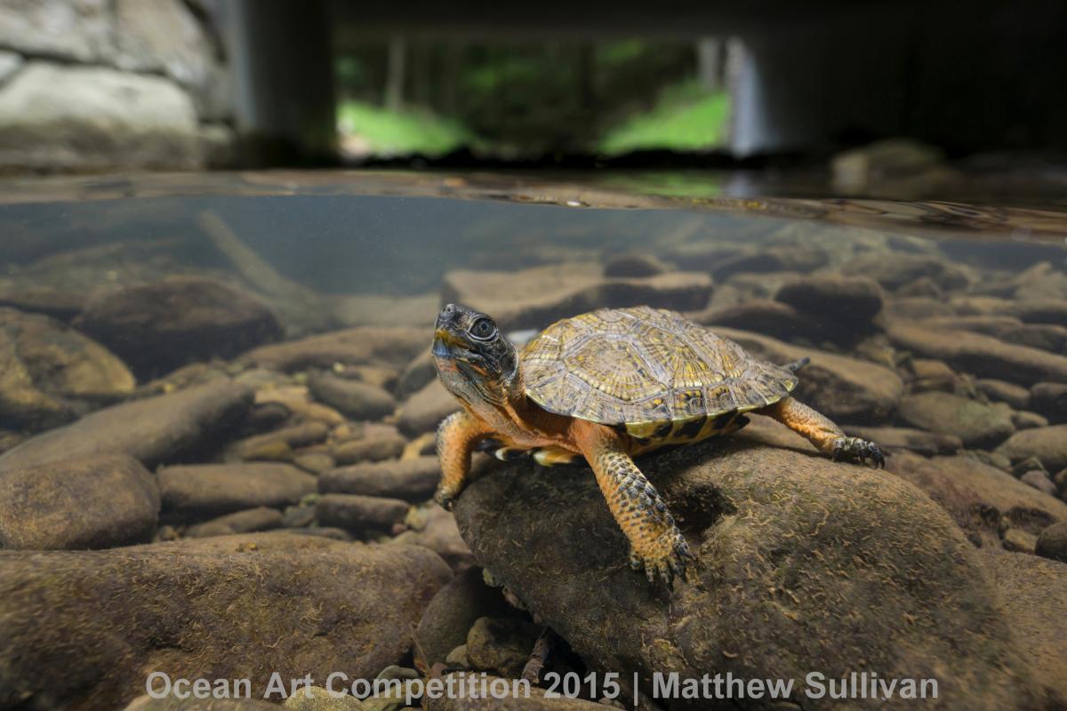 Matthew Sullivan, <em>Wood Turtle</em>. Photo: courtesy the Ocean Art Underwater Competition 2015.
